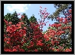 Drzewa, Czerwony, Rododendron