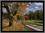 Droga, Drzewa, Liście, Łąka, Chmury, Jesień