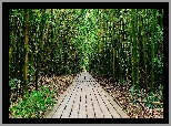 Las, Drzewa, Bambusy, Droga, Szlak Pipiwai, Park Narodowy Haleakala, Maui, Hawaje, Stany Zjednoczone