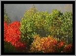 Drzewa, Kolorowe, Barwy, Liści