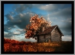 Jesień, Drzewa, Dom