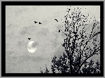 Księżyc, Drzewa, Ptaki