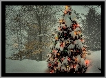 Drzewa, Śnieg, Oświetlona, Choinka