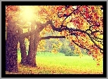 Park, Drzewa, Kolorowe, Liście, Promienie, Słońca, Jesień