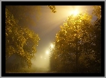 Drzewa, Noc, Mgła, Przebijające Światło