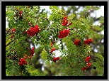 Drzewo, Czerwona, Jarzębina, Owoce