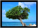 Morze, Drzewo, Aruba