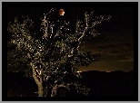 Noc, Drzewo, Księżyc