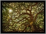 Drzewo, Gałęzie, Przebijające, Światło, Promienie, Słońca