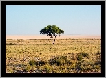 Drzewo, Akacja, Sawanna, Afryka