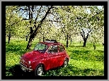 Fiat 500, Sad, Trawa