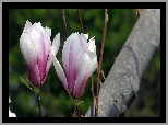 Magnolia, Dwa, Kwiaty, Gałązki