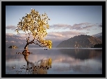 Nowa Zelandia, Jezioro Wanaka, Góry, Drzewo, Odbicie