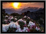 Góry, Zachód Słońca, Kwiaty, Rododendron