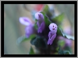 Jasnota Purpurowa, Fioletowe, Kwiaty