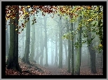 Jesień, Drzewa, Kolorowe, Liście, Mgła