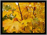 Jesień, Gałązka, Żółte, Liście