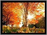 Jesień, Drzewo, Liście, Przebijające światło
