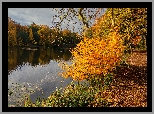 Jezioro, Jesień, Drzewa, Krzew, Droga