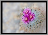 Kwitnący, Kaktus, Makro