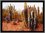Kaktusy, Pustynia