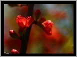 Krzew, Pigwowiec Japoński, Czerwone, Kwiaty