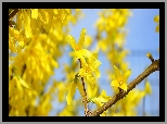 Krzew, Forsycja, Kwiaty, Żółte, Gałązki