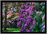 Krzewy, Kolorowe, Różaneczniki, Rododendrony