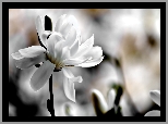 Biały, Kwiat, Magnolia