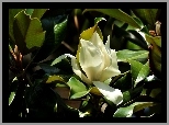 Magnolia, Kwiat, Liście