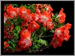 Czerwone, Kwiaty, Azalia, Różanecznik