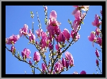 Magnolia, Kwiaty, Gałązki
