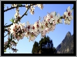 Kwitnąca Gałązka, Góry, Wiosna