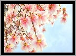 Kwitnąca, Magnolia