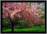 Kwitnące, Drzewa, Park, Wiosna