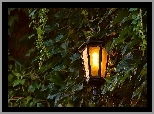 Liście, Lampa, Noc