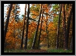 Las, Ścieżka, Sosny, Jesień