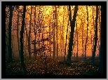 Las, Drzewa, Mgła, Zmierzch, Jesień