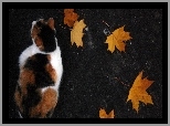 Kot, Liście, Jesień