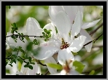 Magnolia, Kwiaty, Gazka, Wiosna