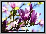 Magnolia, Światło, Krzew, Wiosna