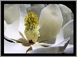 Magnolia, Biay, Kwiat, Makro