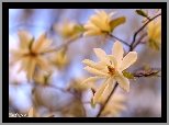 Magnolia, Białe, Kwiaty, Krzew