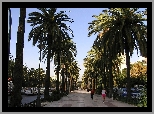 Malaga, Ulica, Budynki, Palmy