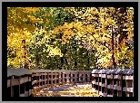 Most, Kolorowe, Drzewa, Liście, Park, Jesień