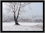 Zima, Śnieg, Drzewo