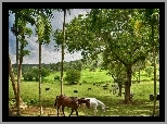 Obraz, Konie, Pastwisko, Drzewa
