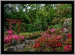 Ogród japoński, Drzewa, Strumyk, Różaneczniki