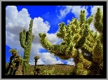 Ogromne, Kaktusy