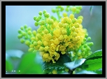 Ostrokrzew, Żółte, Kwiaty